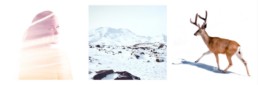 jente, fjell og reinsdyr- Dahlia Design
