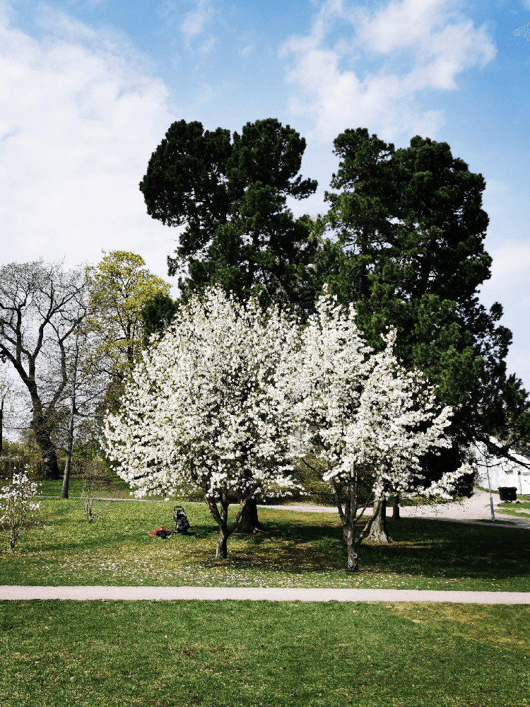 Trær blomstrer i Frognerparken- Dahlia Design