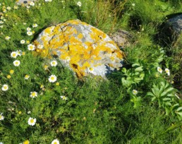 blomstereng veggbilde fra Nordic art- Npd