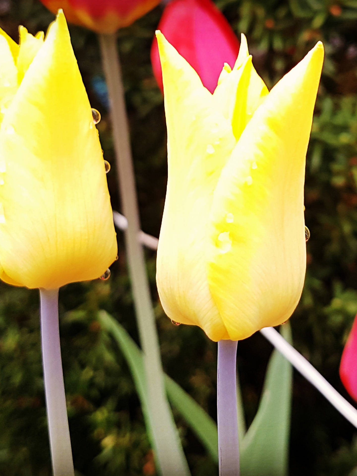 Yellow tulips veggbilde stråler av den ultimate vår!