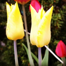 Yellow tulips veggbilde stråler av den ultimate vår!