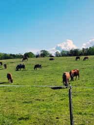 Kings cows- Kongelige kuer veggbilde fra Nordic Art