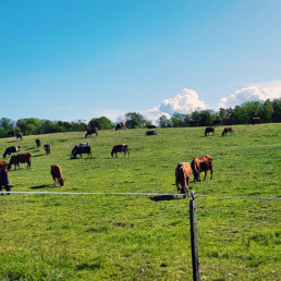 Kings cows- Kongelige kuer veggbilde fra Nordic Art