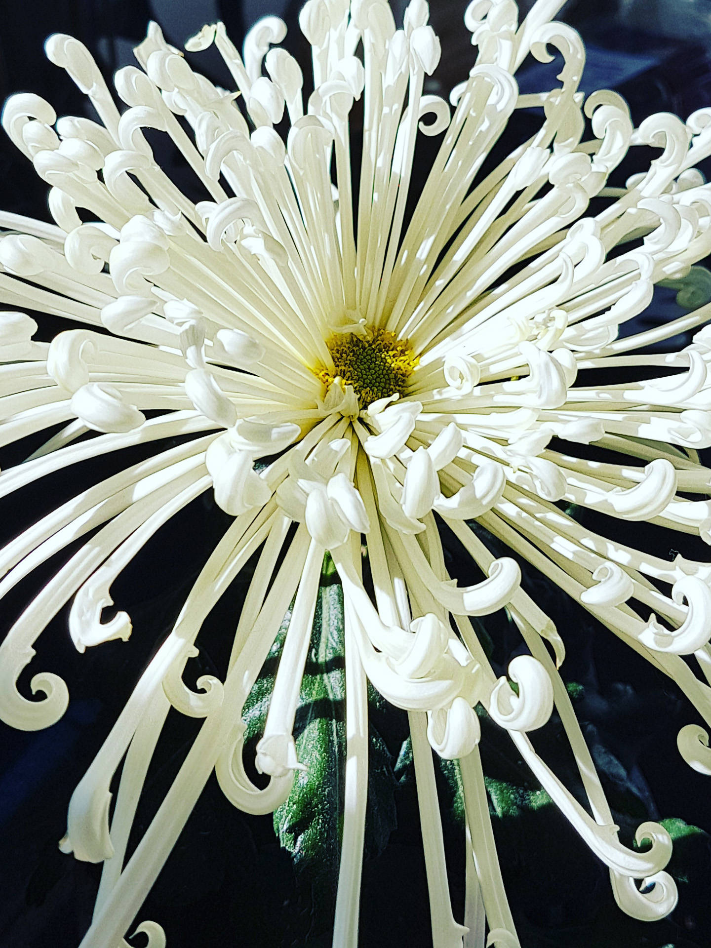 Floral white veggbilde gir en flott energi. Fra nordic photodesign
