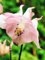 Pink flower veggbilde gir energi til rommet- Npd