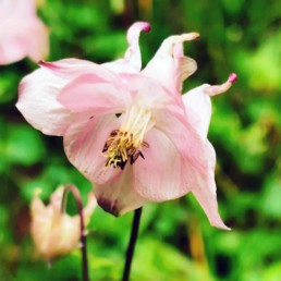 Pink flower veggbilde gir energi til rommet- Npd