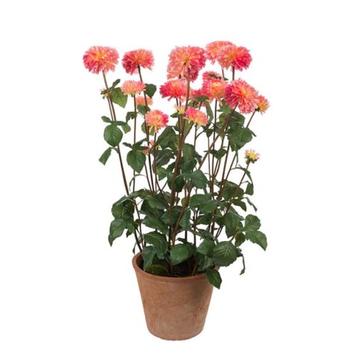 Dahlia i potte-oransje 1 meter høy