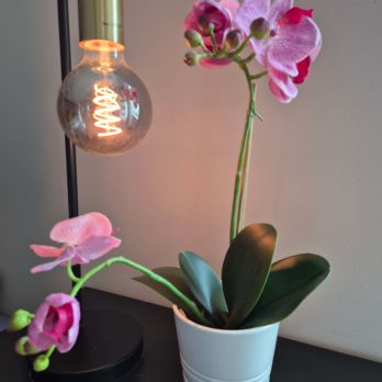 Rosa Orkide plante som varer evig