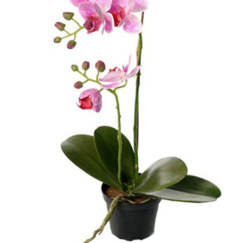 Rosa Orkidé plante fra Dahlia Design