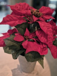 Rød Julestjerne fra Dahlia Design