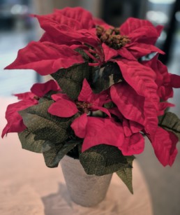 Rød Julestjerne fra Dahlia Design