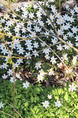 Våren veggbilde fra Dahlia Design